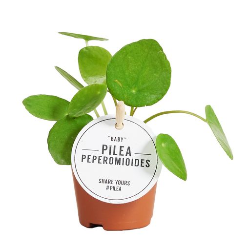 Pilea peperomioides