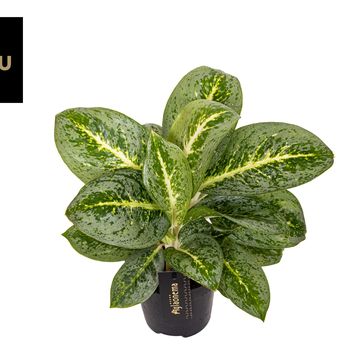 Aglaonema 'Lemon Mint'