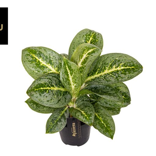 Aglaonema 'Lemon Mint'