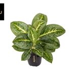 Aglaonema 'Lemon Mint'