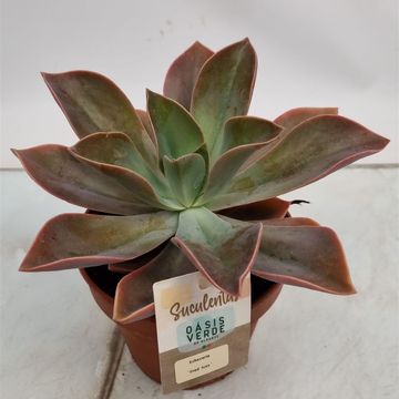 x Graptoveria 'Fred Ives'