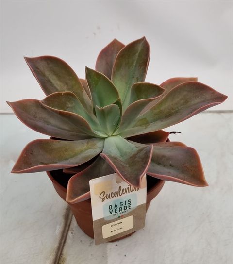 x Graptoveria 'Fred Ives'