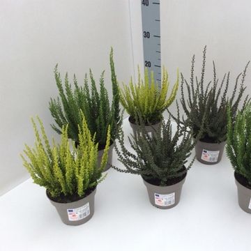 Calluna vulgaris GARDEN GIRLS ZORINA