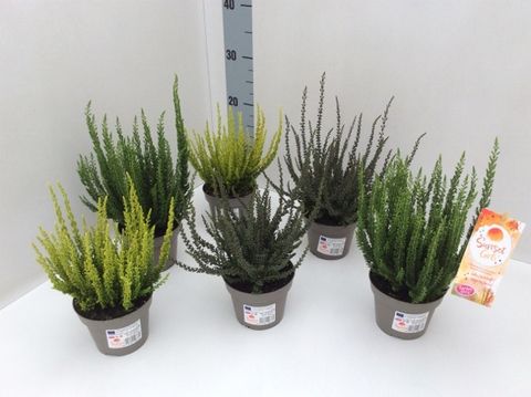 Calluna vulgaris GARDEN GIRLS ZORINA