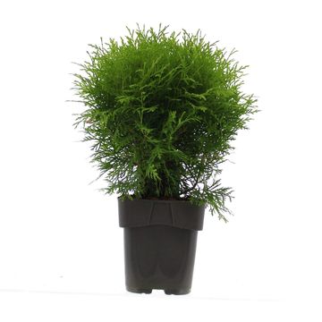 Thuja occidentalis 'Danica Aurea'