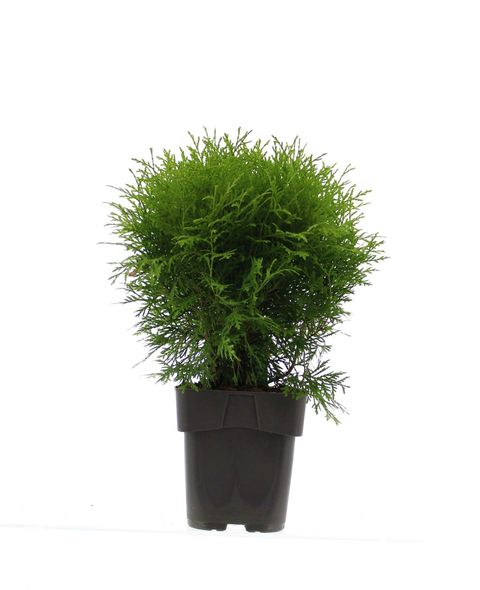 Thuja occidentalis 'Danica Aurea'