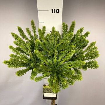 Cryptomeria japonica 'Dinger'