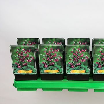 Geranium phaeum 'Samobor'