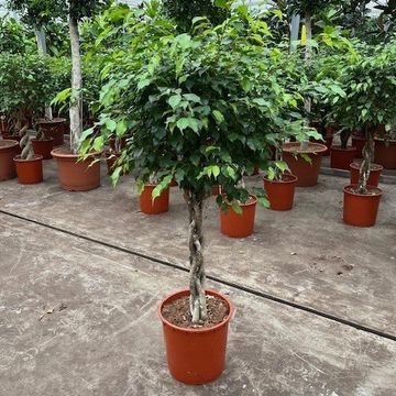 Ficus benjamina 'Exotica'