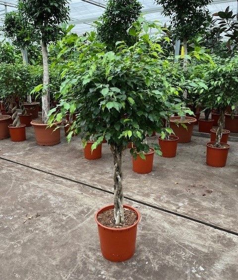 Ficus benjamina 'Экзотика'