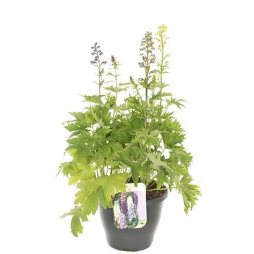 Delphinium EXCALIBUR MIX