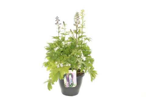 Delphinium EXCALIBUR MIX