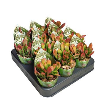 Crassula portulacea 'Variegata'