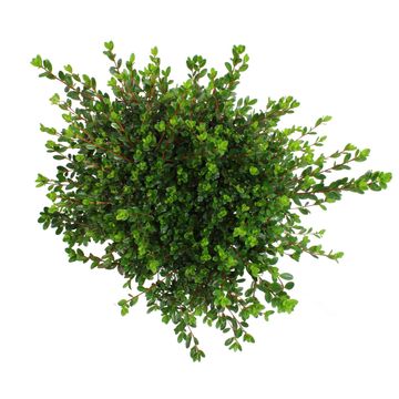 Rhododendron 'Amoenum' (AJ)