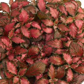 Fittonia MOSAIC TIGER