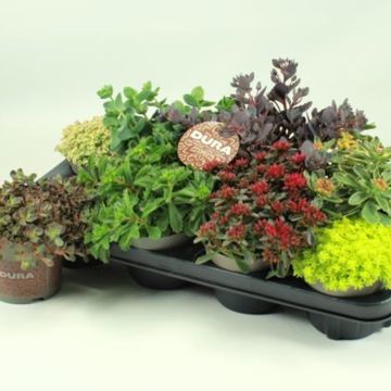 Sedum MIX