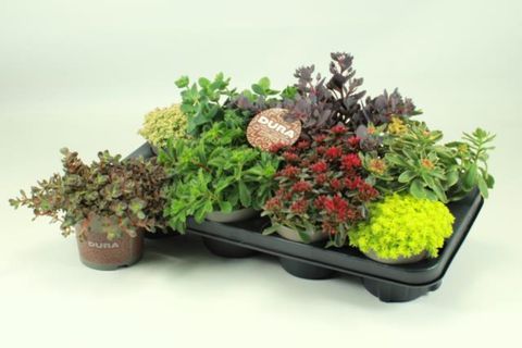 Sedum MIX