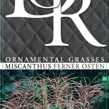 Miscanthus sinensis 'Ferner Osten'