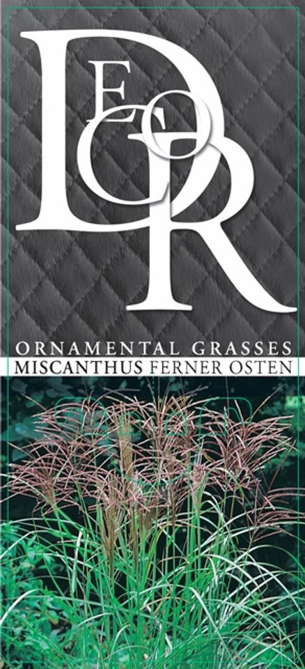 Miscanthus sinensis 'Ferner Osten'