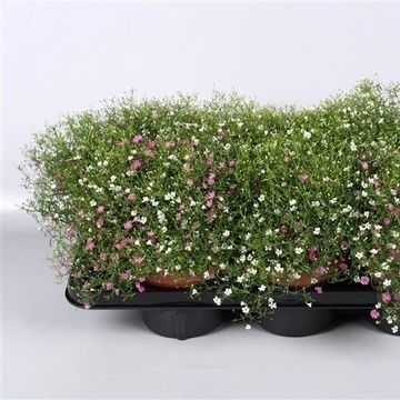Gypsophila muralis MIX IN POT