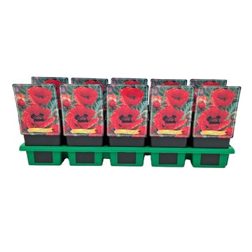 Papaver orientale 'Goliath'