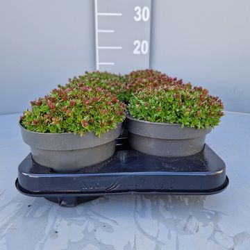 Saxifraga x arendsii