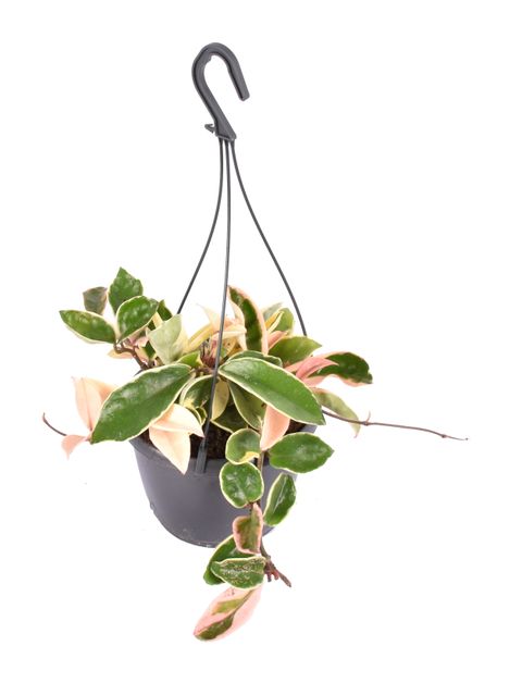 Hoya carnosa 'Albomarginata'