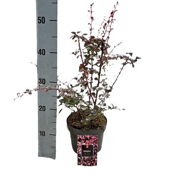 Berberis thunbergii 'Harlequin'