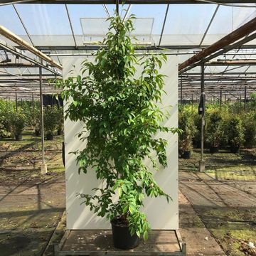 Stewartia pseudocamellia