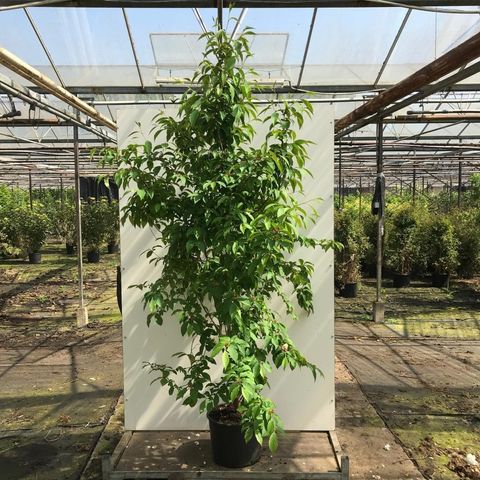Stewartia pseudocamellia