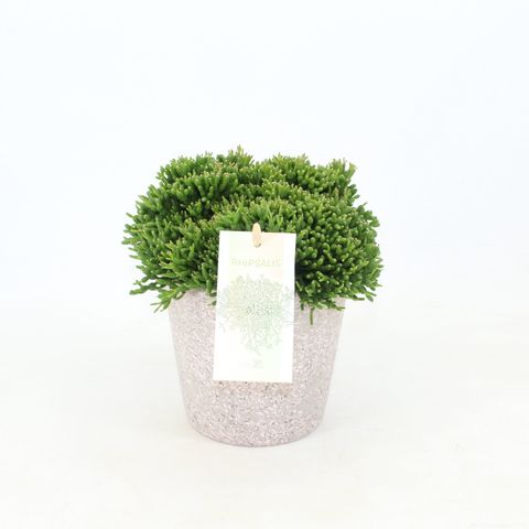 Hatiora salicornioides