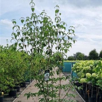 Cornus kousa 'Milky Way'