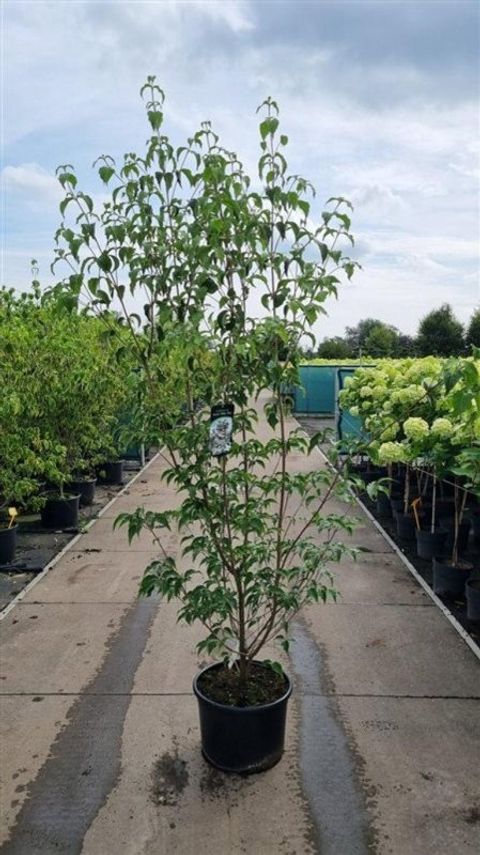 Cornus kousa 'Milky Way'