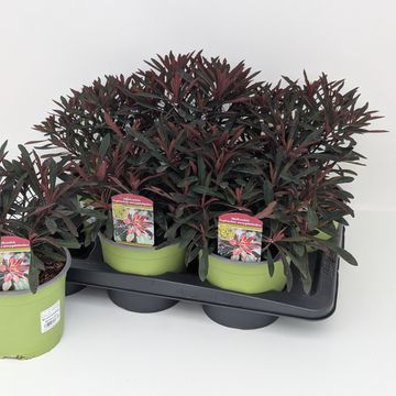 Euphorbia MINER'S MERLOT