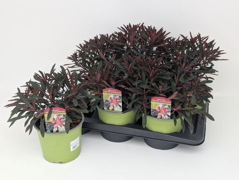 Euphorbia MINER'S MERLOT