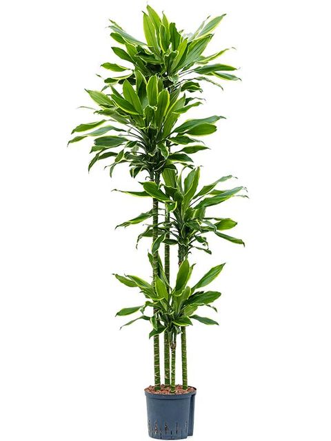 Dracaena fragrans 'Golden Coast'