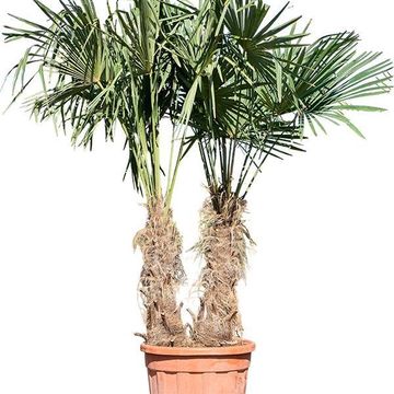 Trachycarpus fortunei