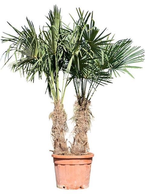 Trachycarpus fortunei
