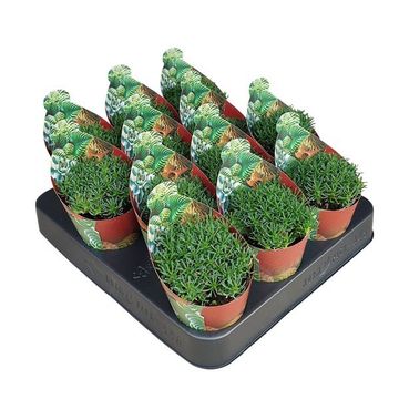 Euphorbia ramiglans