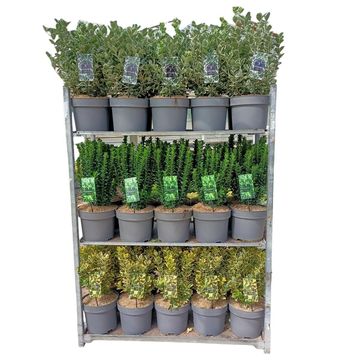 Euonymus japonicus MIX