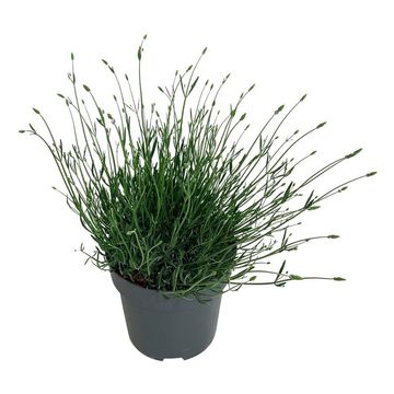 Lavandula x intermedia PHENOMENAL