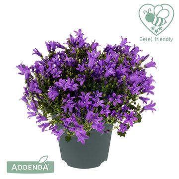 Campanula portenschlagiana AMBELLA INTENS PURPLE