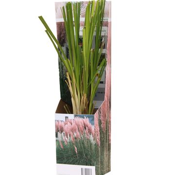 Cortaderia selloana 'Rosea'