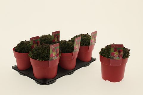 Saxifraga TOURAN SCARLET