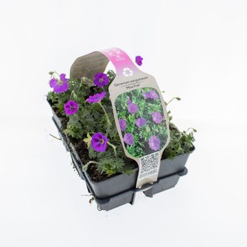 Geranium sanguineum 'Max Frei'