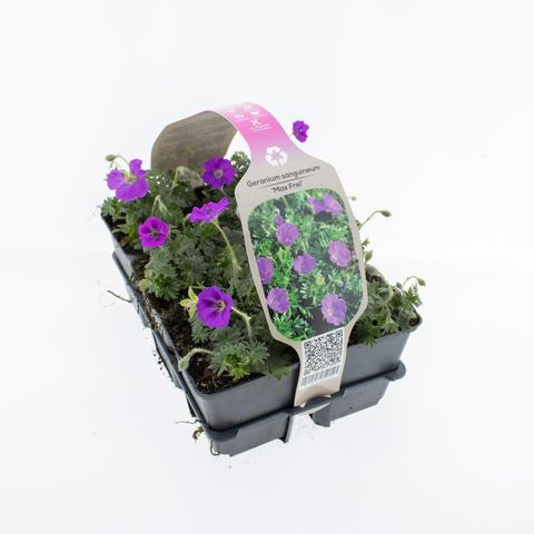 Geranium sanguineum 'Max Frei'