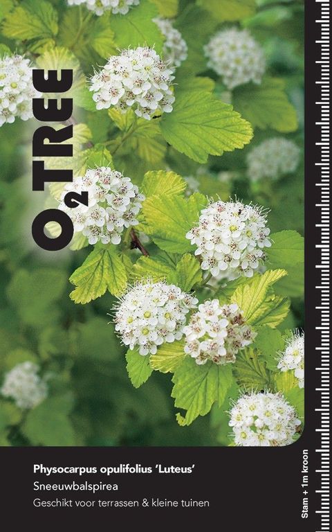 Physocarpus opulifolius 'Luteus'