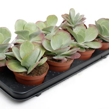 Kalanchoe thyrsiflora