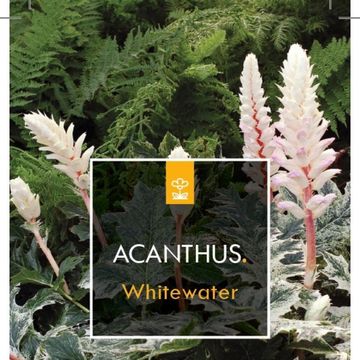 Acanthus 'Whitewater'