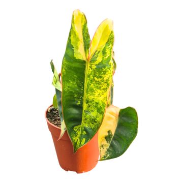 Philodendron billietiae 'Variegata'